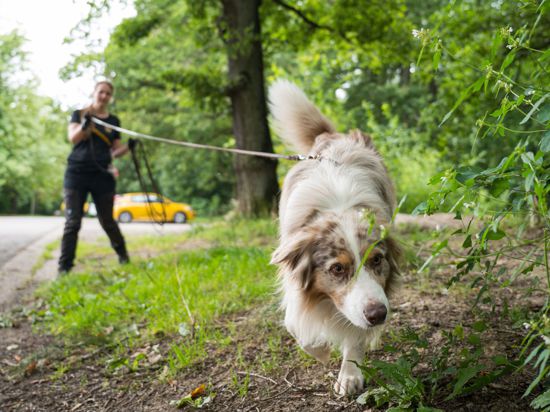 Australian-Shepherd-Rüde "Toni" führt Corinna Speicher an der lange Leine auf der Fährte eines anderen Hundes.