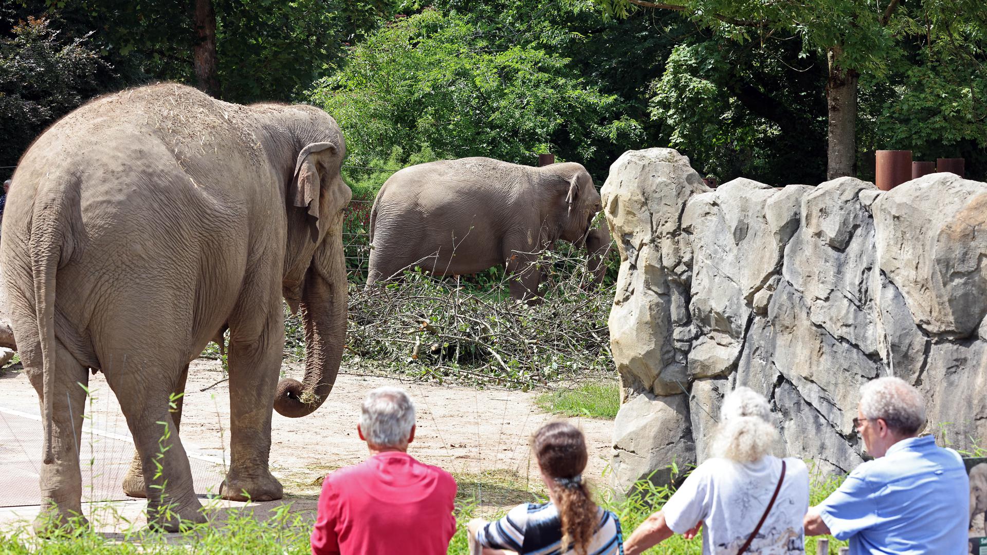 Karlsruher Zoo Elefanten am Familientag.