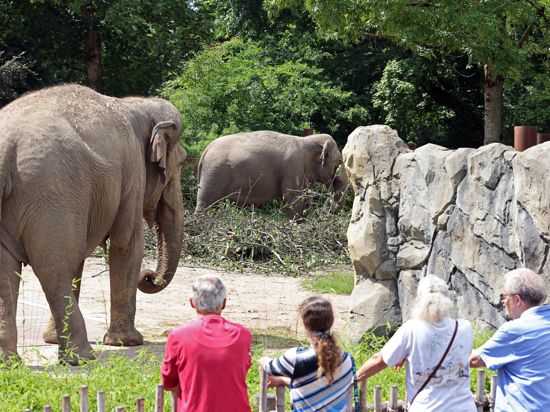 Karlsruher Zoo Elefanten am Familientag.