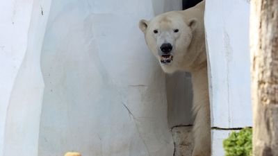 12.04.2022 Neue Eisbaer "  Lloyd " im Zoo Karlsruhe angekommen,  Begegnungen mit Eisbaerdame  "Charlotte"