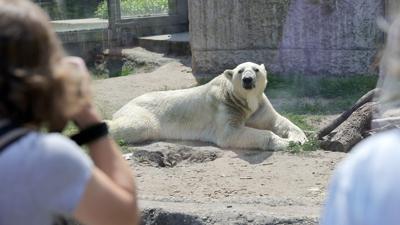 Für die Karlsruher Zoo-Besucher ist Eisbär Kap zum ersten Mal am Donnerstagvormittag zu sehen.