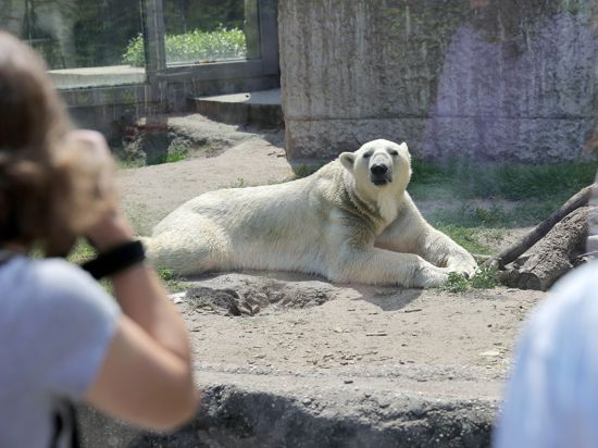 Für die Karlsruher Zoo-Besucher ist Eisbär Kap seit Juli wieder in der Anlage zu sehen.