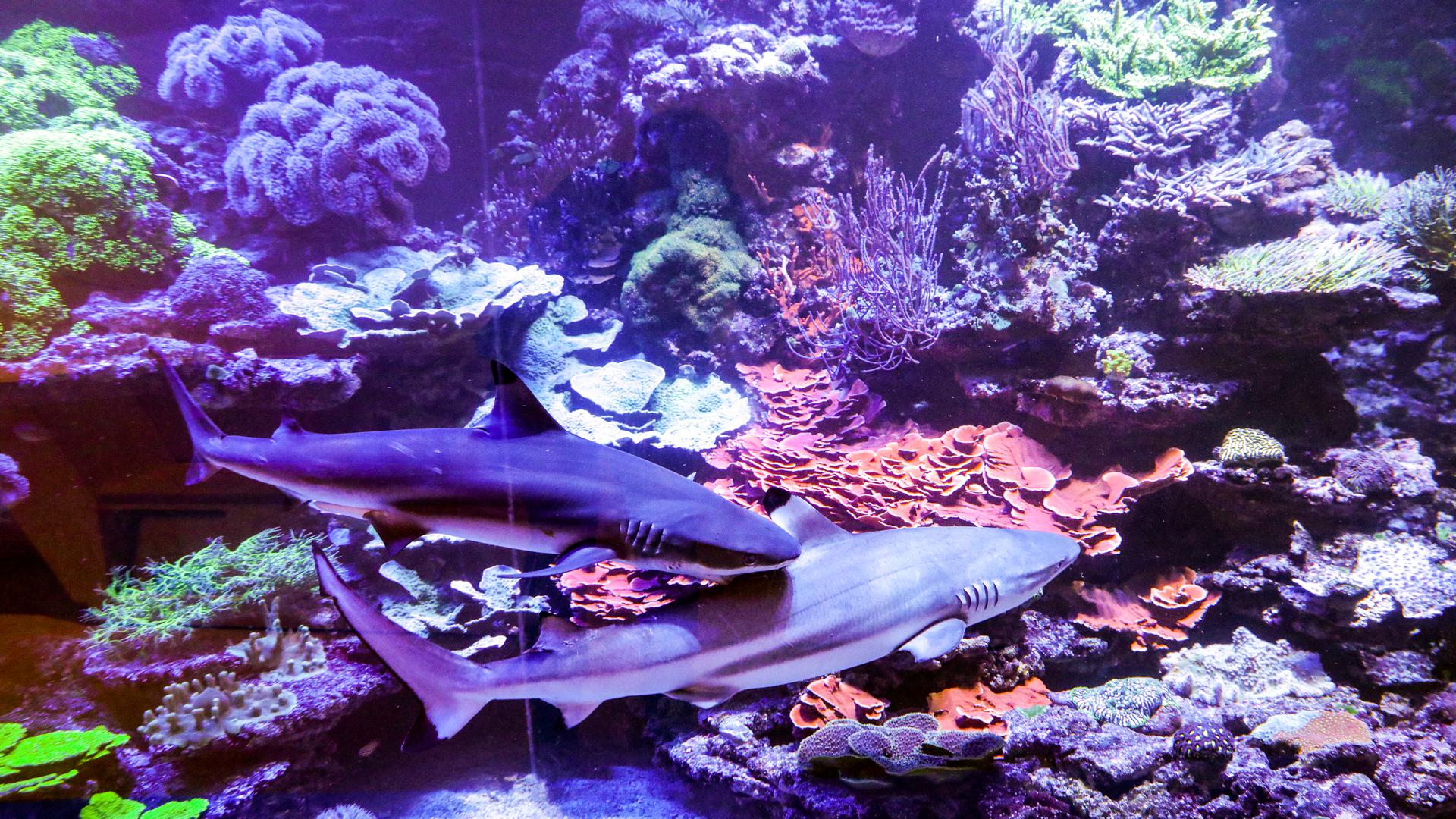 Am 17. Januar 2019 schwimmt Schwarzspitzenriffhai Kalli mit der frisch eingetroffenen, etwas größeren Artgenossin Karla um das lebende Korallenriff im Naturkundemuseum Karlsruhe.