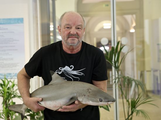 In der Nacht zum 25. April 2022 ist der Schwarzspitzenriffhai "Kalli" im Staatlichen Naturkundemuseum Karlsruhe nach einem Unfall im XXXL-Korallenriffbecken gestorben. Der Chef des Vivariums, Hannes Kirchhauser, konnte es nicht verhindern.