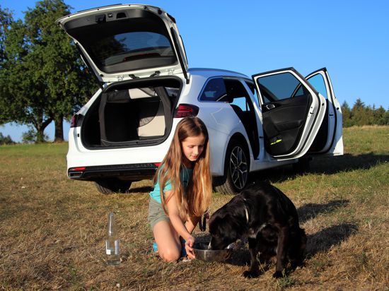 Wagen lüften und Wasser für den Hund: Wer mitdenkt, kann auch beim Autofahren der Hitze trotzen.
