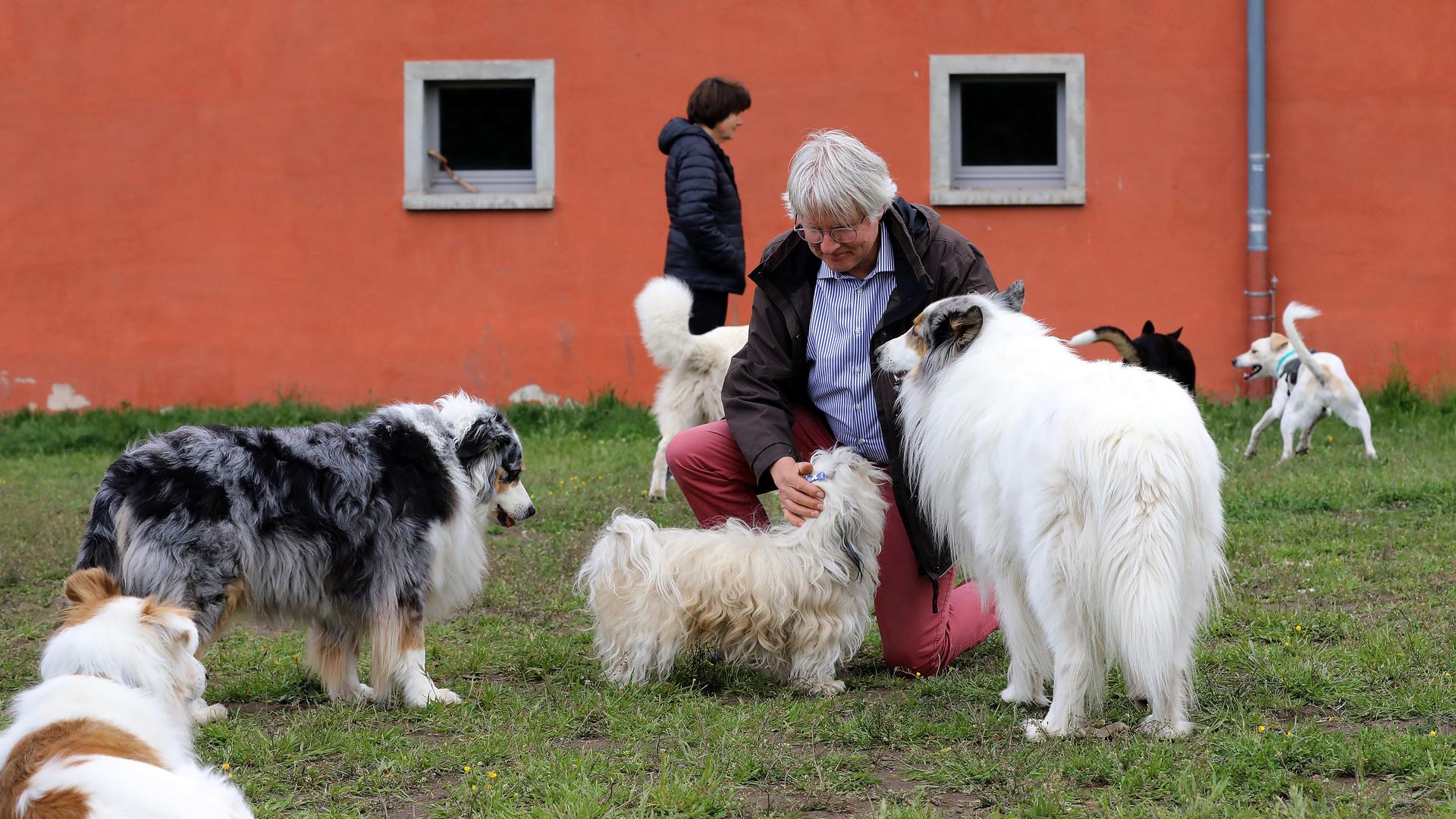 Mann mit vier Hunden