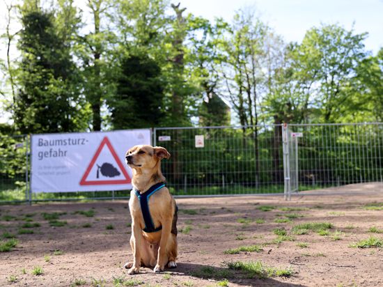 Ein Hund sitzt vor dem neuen Zaun auf der Hundeauslauffläche in der Karlsruher Günther-Klotz-Anlage. 