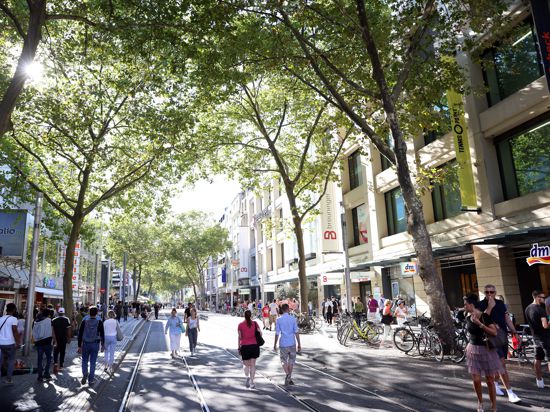 Grünes Dach: Die Tage der Platanen in der Kaiserstraße sind gezählt. Anlässlich der Umgestaltung der Shoppingmeile werden sie gefällt und durch neue Bäume ersetzt.
