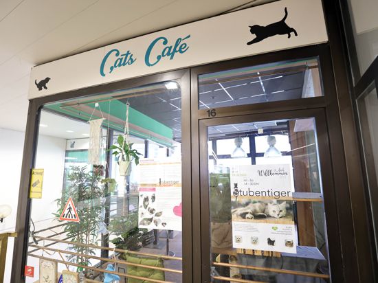 Das Katzencafé „Stubentiger“ in der Kaiserpassage in Karlsruhe ist aktuell geschlossen. Es war erst im Oktober neu eröffnet worden.