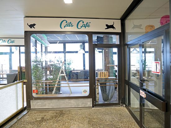 Das Karlsruher Katzencafé „Stubentiger“ ist Geschichte. Es hatte erst im Oktober vergangenen Jahres eröffnet.