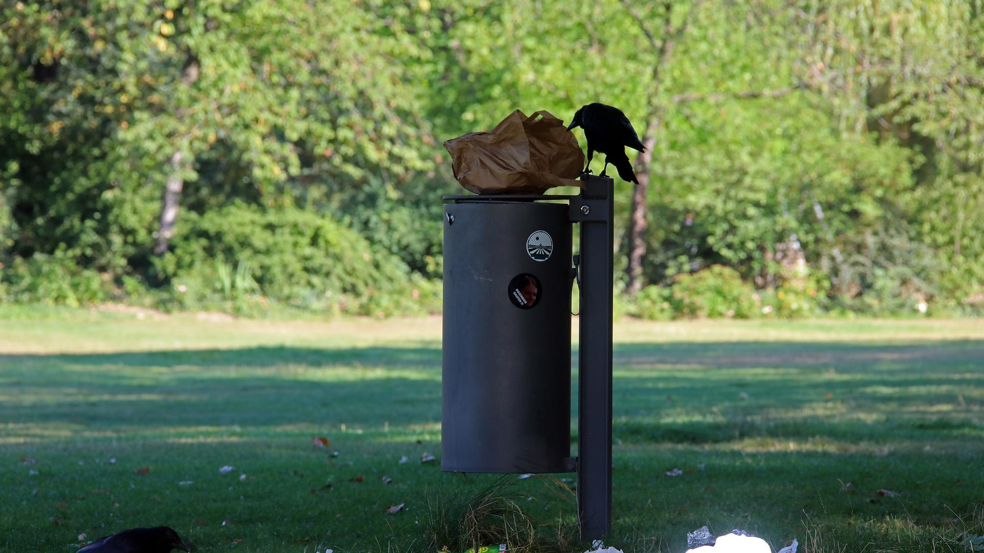 Gibt’s da noch was zu holen? Der Inhalt der Mülleimer im Schlossgarten ist für Krähen ein gefundenes Fressen.