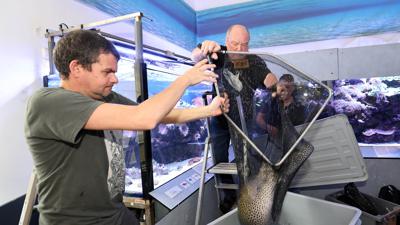 In einem Kescher heben zwei Männer eine Netzmuräne aus ihrem Aquarium in eine Transportbox.