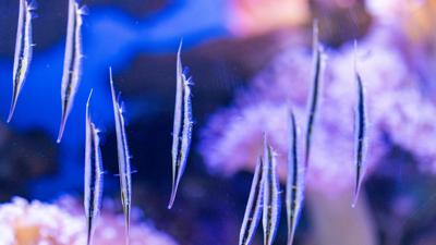In einem Aquarium mit Korallen stehen mehrere dünne silbrige Fische senkrecht kopfunter im Wasser.