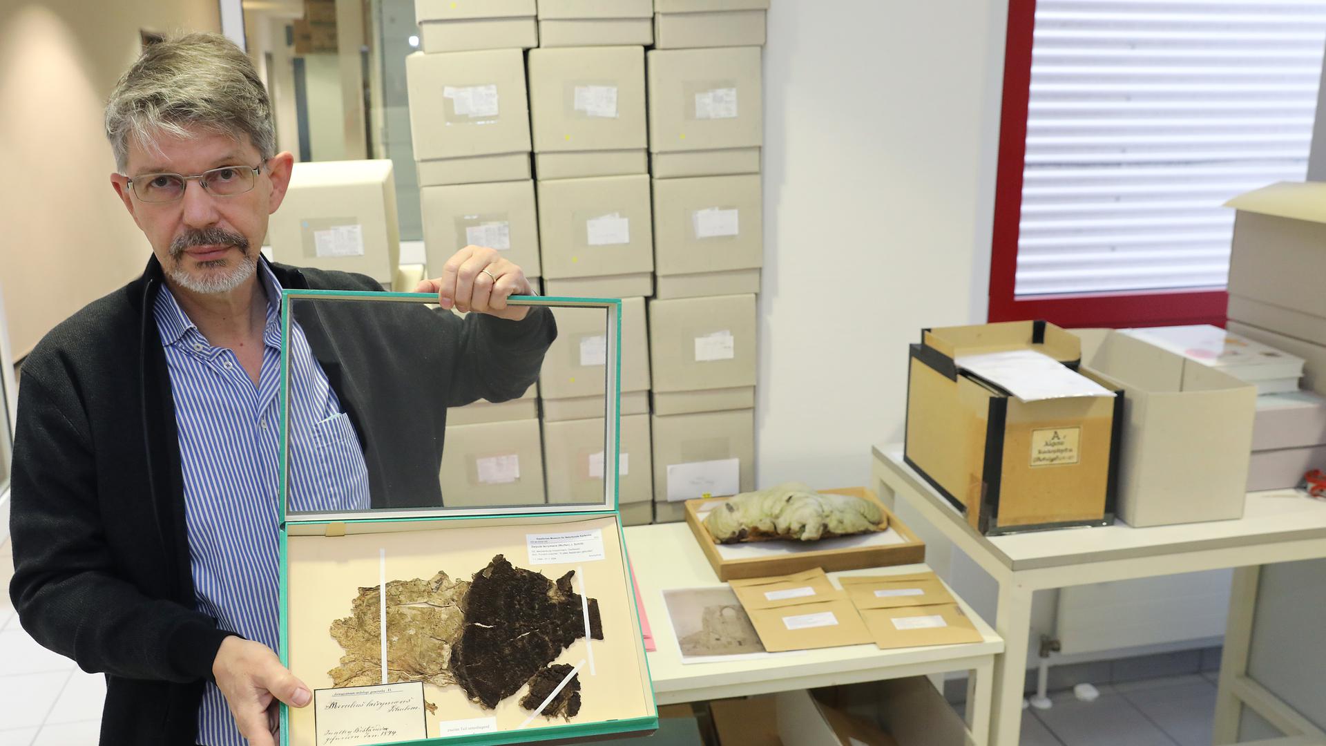 Der Mykologe Markus Scholler zeigt Belege aus der Pilzsammlung (Hausschwamm / hinten rechts ein Baumpilz: Zunderschwamm) des Staatlichen Naturkundemuseums Karlsruhe.