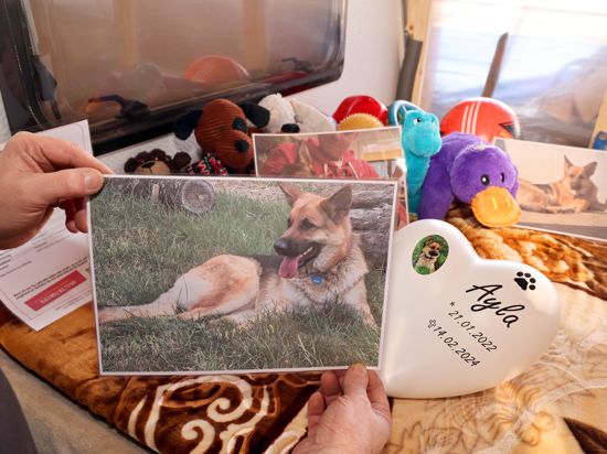 Schaeferhund „Ayla“ wurde getoetet, Foto: Liegeplatz oben) und Hundehuette mit Zugang zum Wohnwagen