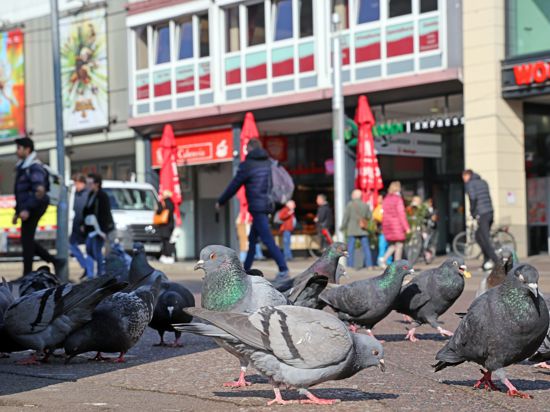 Tauben auf dem Karlsruher Europaplatz