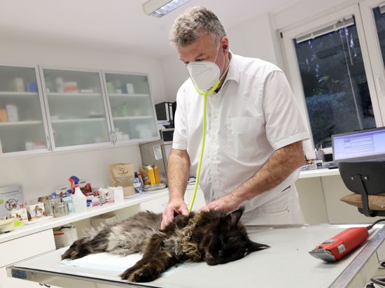 Tierarzt untersucht Katze