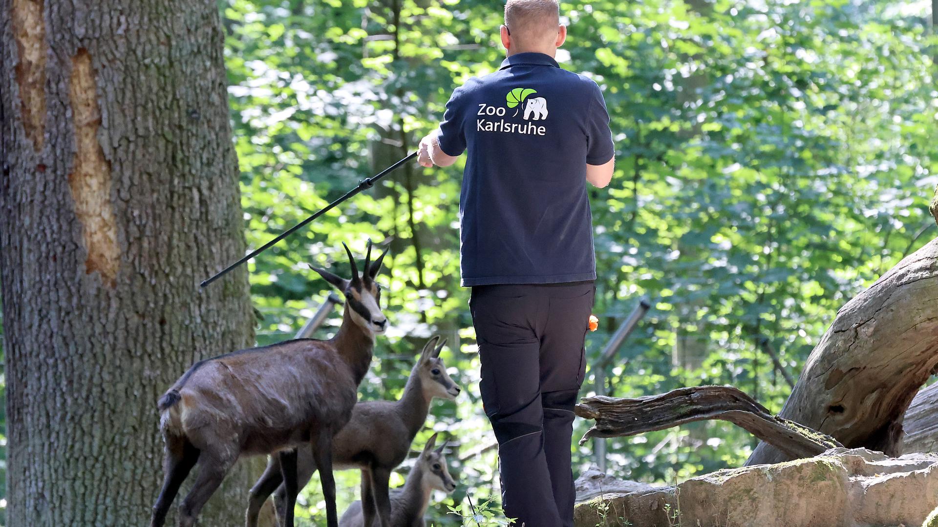 Tierarzt Marco Roller mit Blasrohr im Gehege der Gämsen im Tierpark Oberwald.