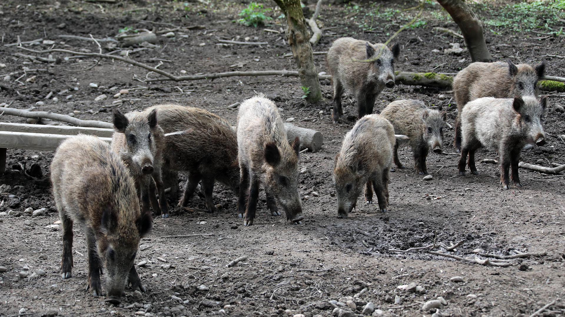 Mehrere Wildschweine stehen im Hardtwald in Karlsruhe.