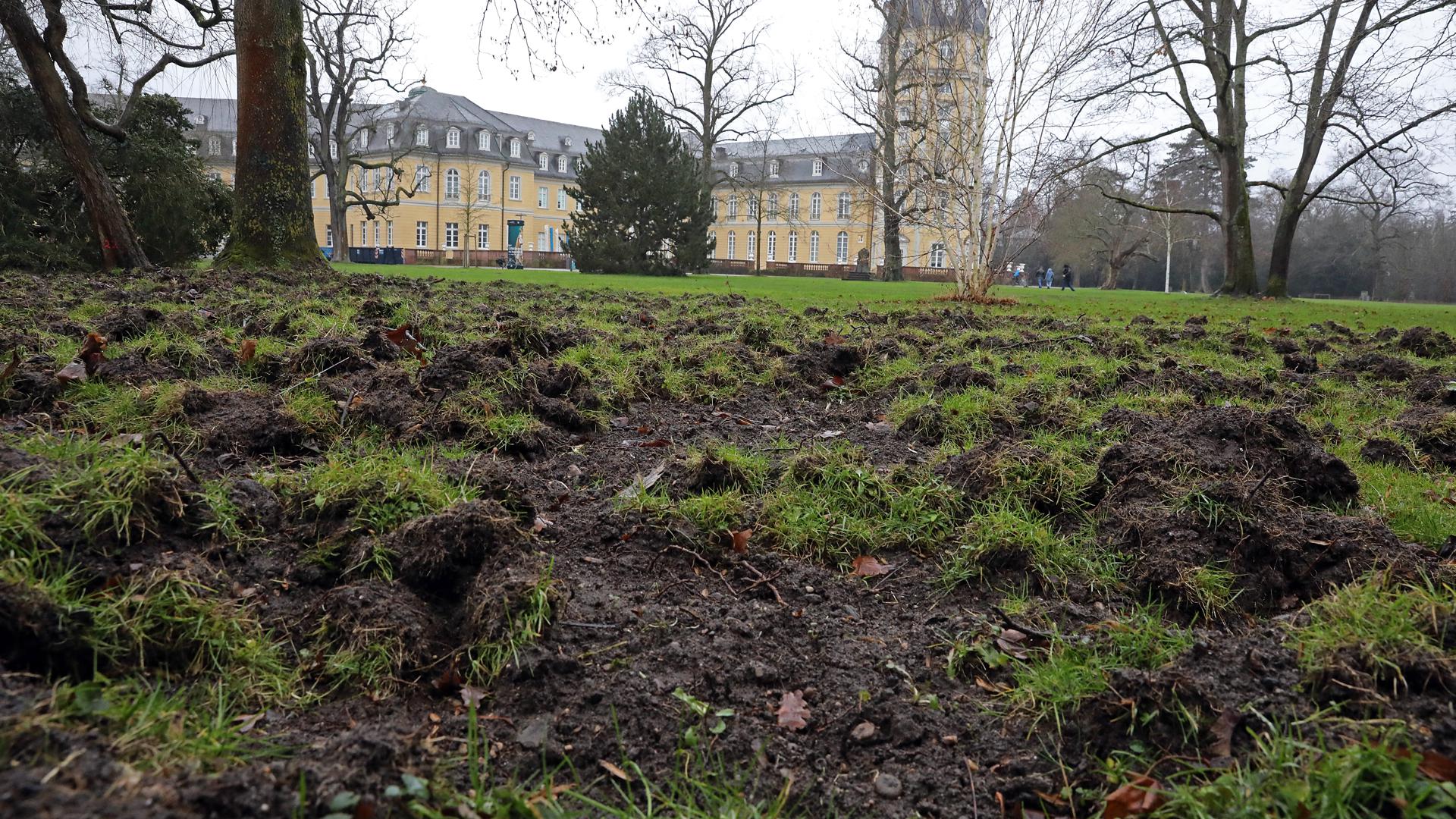 Wildschweine haben Teile des Schlossgartens umgepflügt.