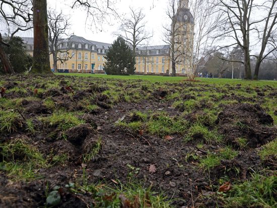 Wildschweine haben Teile des Schlossgartens umgepflügt.