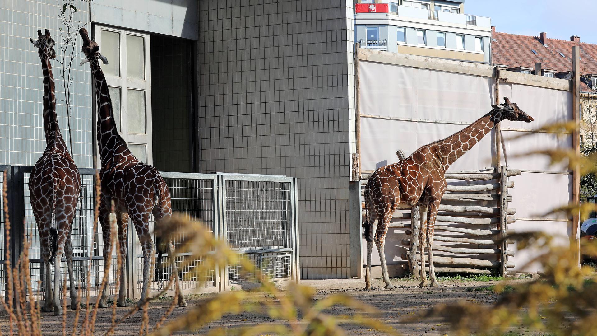 Drei Giraffen fressen gemeinsam im Zoo Karlsruhe.