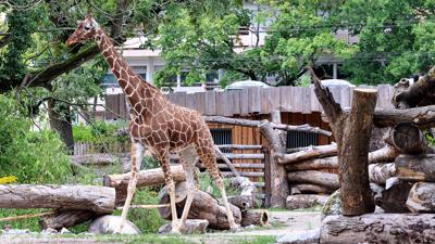 Die Giraffen erkunden die neu eröffnete Anlage im Zoo in Karlsruhe. Vier Jahre wurde an der Afrikasavanne gebaut.