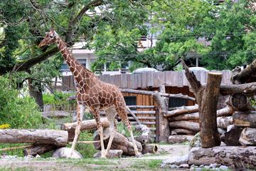 Die Giraffen erkunden die neu eröffnete Anlage im Zoo in Karlsruhe. Vier Jahre wurde an der Afrikasavanne gebaut.