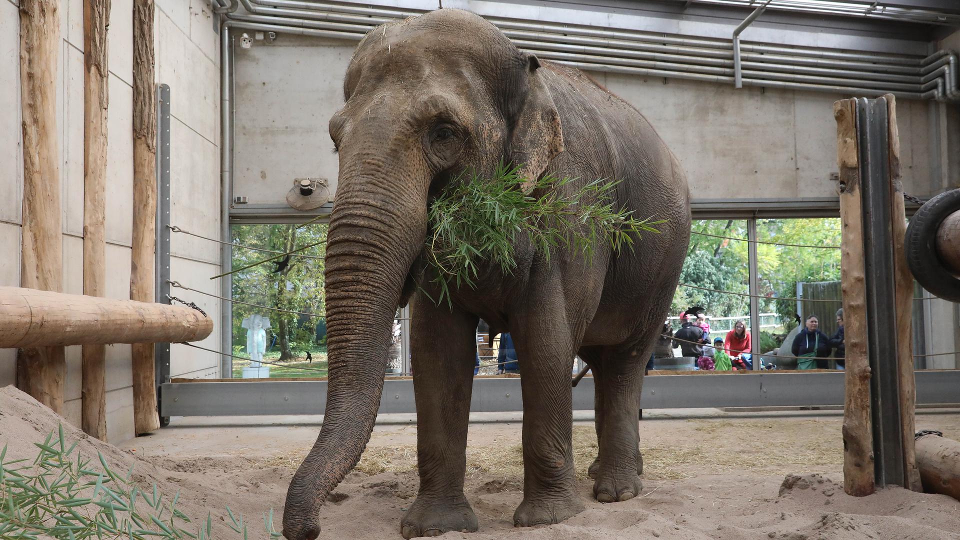Elefantendame Saida akklimatisiert sich im Karlsruher Zoo.