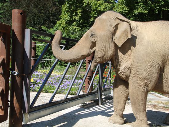 Blick zur Nachbarin Nanda: Elefantenkuh Jenny im Zoo Karlsruhe an der neuen Absperrung auf der Außenanlage