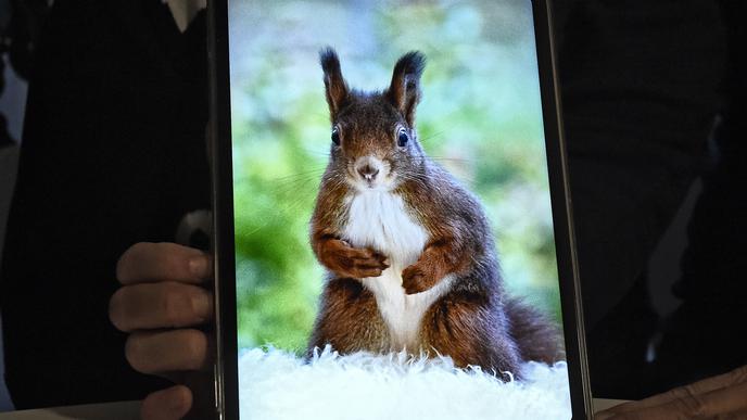 Eichhörnchen Ferdi kommt oft vormittags bei den Karlsruhern vorbei und futtert Nüsse.