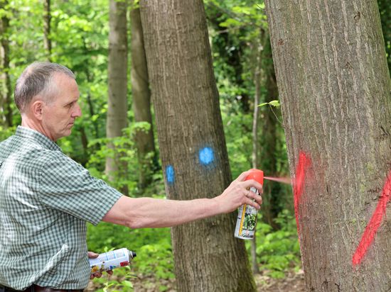 Bernd Struck vom Karlsruher Forstamt kennzeichnet mit der Spraydose einen Baum.
