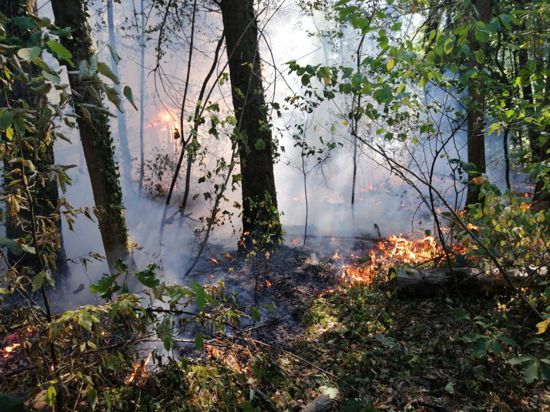 Spuren des Brandes: Boden und Bäume sind unter anderem auf einer 600 Quadratmeter großen Fläche wenige Hundert Meter nördlich des Adenauerrings verbrannt.