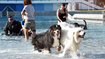 17.09.2023 Hunde Schwimmen im Rheinstrandbad Rappenwört

