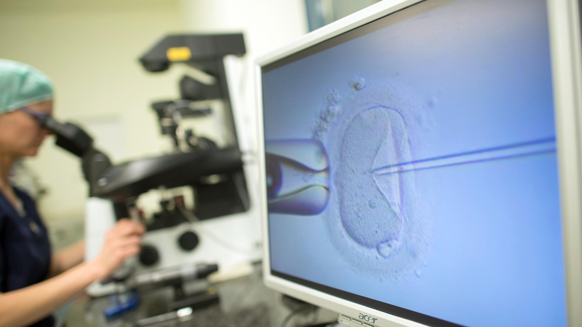 Ein Monitor zeigt in einem Kinderwunschzentrum eine Intrazytoplasmatische Spermieninjektion (Icsi). Bei der Behandlung wird einer Eizelle ein Spermium injiziert. Im Hintergrund sitzt eine Biologin an dem Mikroskop und steuert den Vorgang.