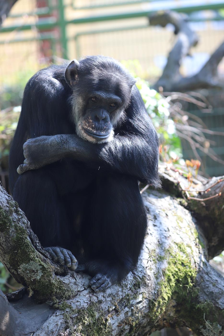 Schimpansenmännchen Benni