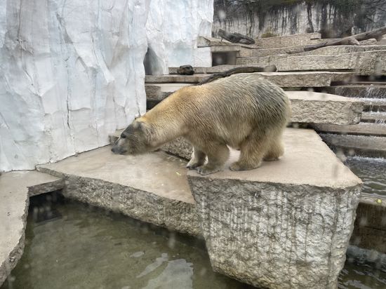 Eisbärein Nika erkundet ihr neues Gehege im Karlsruher Zoo.