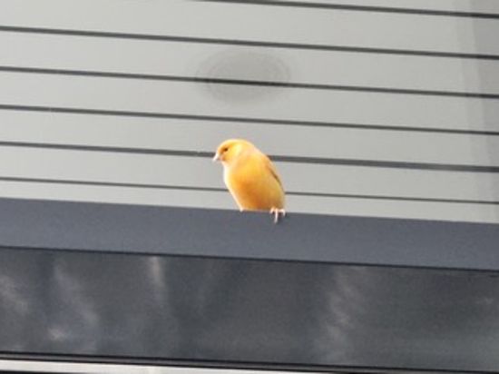 „Boncuk“ ist ausgebüxt: Die Polizei hat diesen Kanarienvogel aus einem Parkhaus in der Karlsruher Innenstadt gerettet.