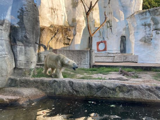 Eisbär Kap soll im Karlsruher Zoo für Nachwuchs sorgen – allerdings nicht mit Charlotte.