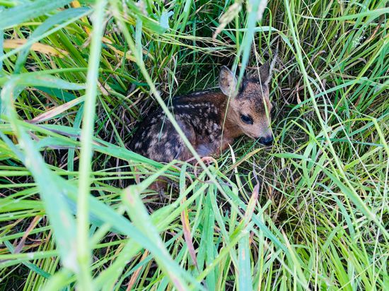 Mehr 20-mal wurde im vergangenen Jahr Rehkitze von der Jägervereinigung Karlsruhe im hohen Gras vor dem anrollenden Mähdrescher gerettet.