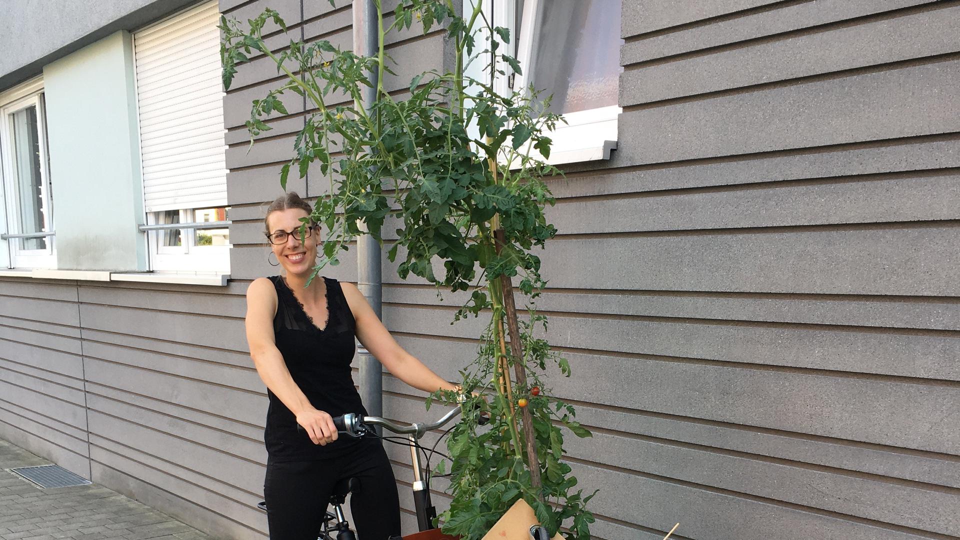 Eine Frau transportiert eine riesige Tomatenpflanze per Leih-Lastenrad.
