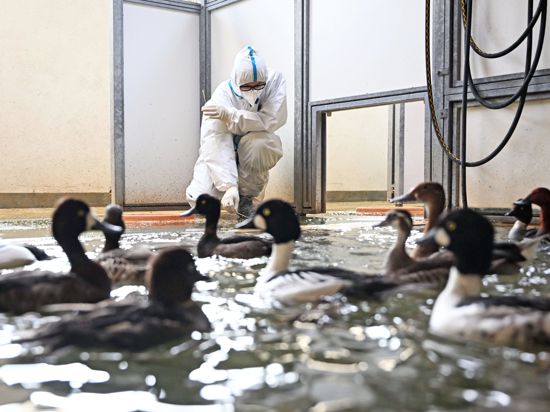 Marco Roller, Zootierarzt beim Karlsruher Zoo, nimmt bei einer abgetrennten Zierenten-Vogelgruppe, die nicht mit der Vogelgrippe infiziert ist, Kotproben.