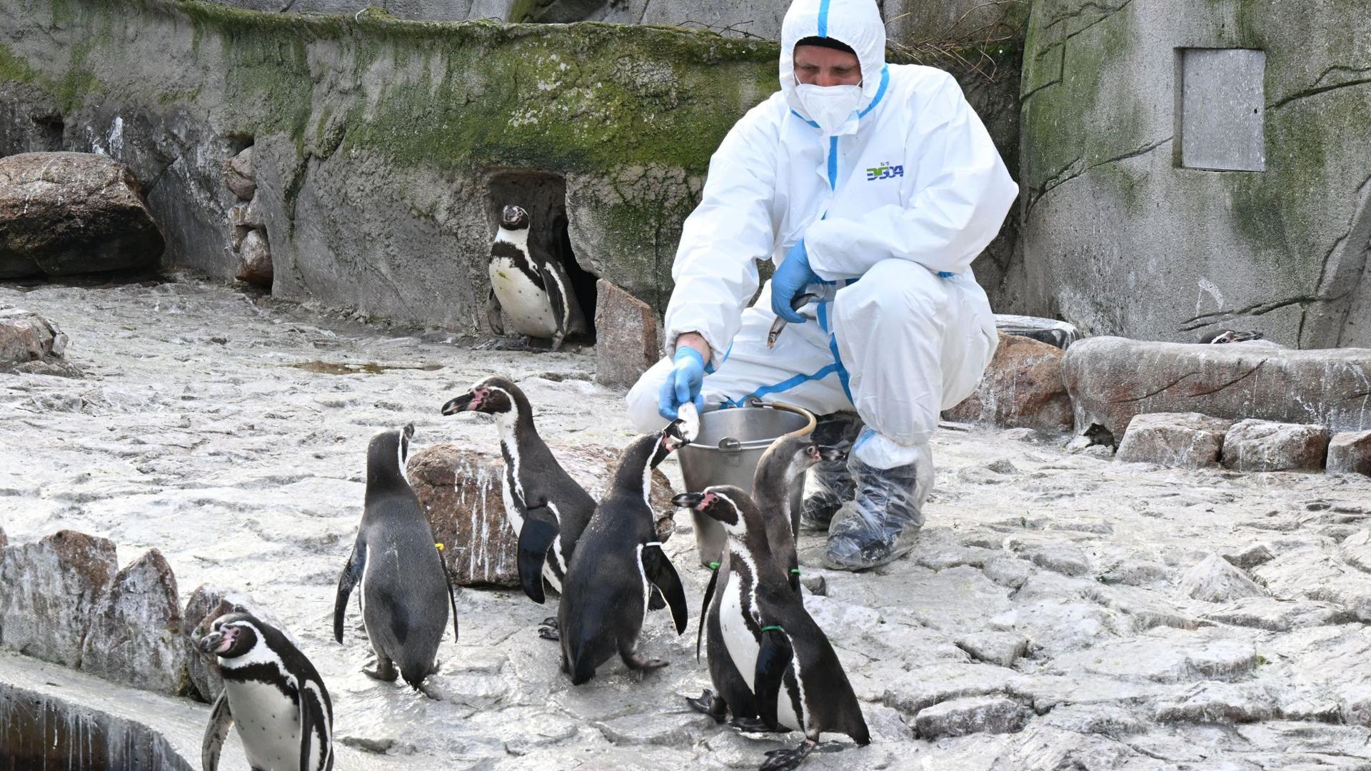 Ein Mitarbeiter des Karlsruher Zoo füttert in einem Schutzanzug Pinguine.