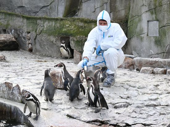Ein Mitarbeiter des Karlsruher Zoo füttert in einem Schutzanzug Pinguine.