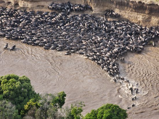 Aerial view of wildebeest trapped by high cliffs while crossing the Mara River. Every year thousands of wildebeest die while crossing the river due to strong currents or crossing at unfavourable crossing sights. Masai Mara National Reserve. Kenya.