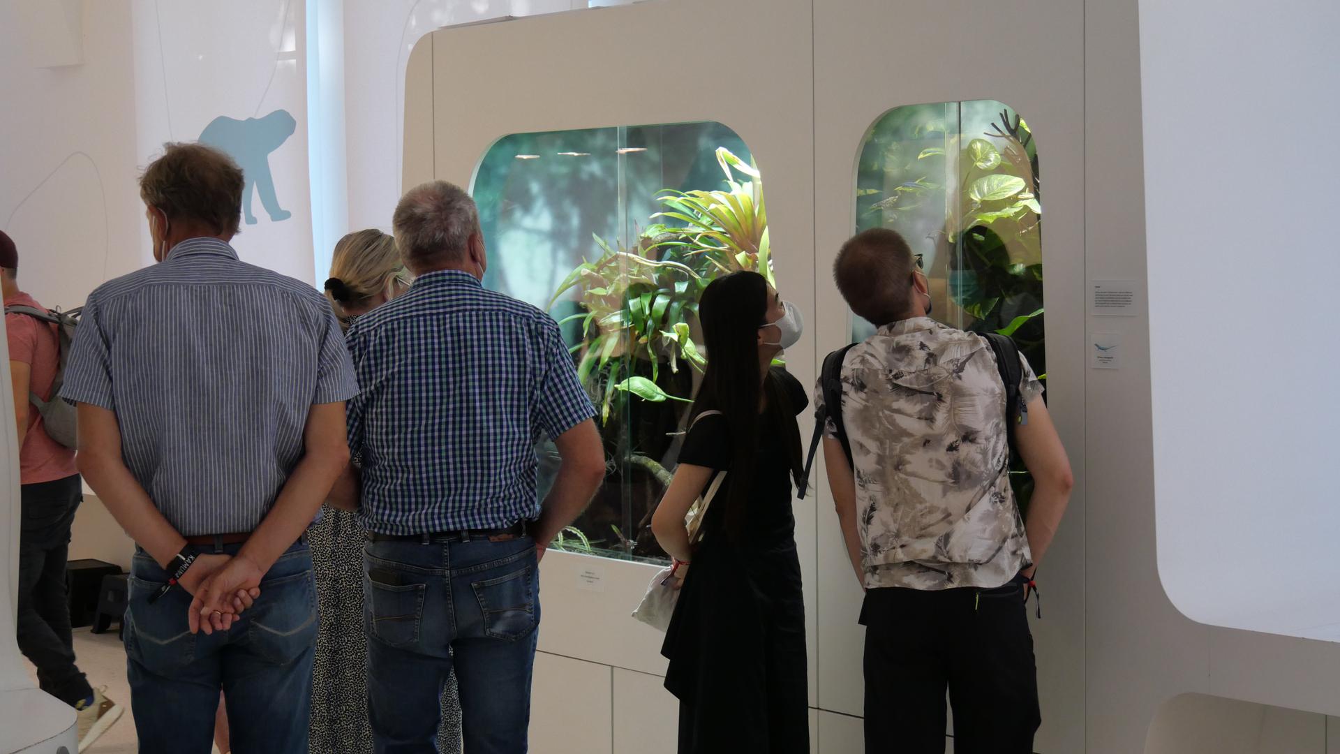 Die Aquarien und Terrarien im Naturkundemuseum schauten sich Besucher ganz genau an.