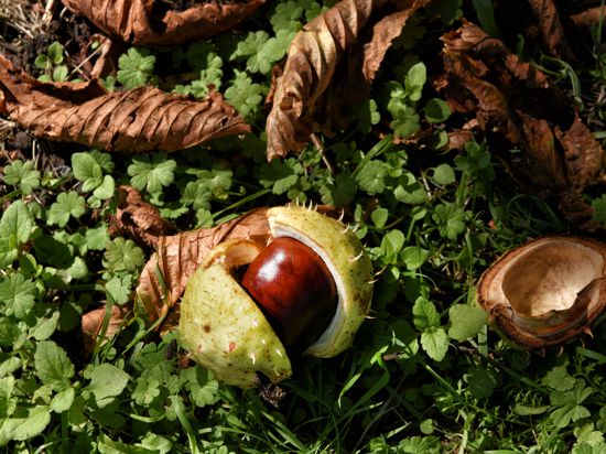 Im Herbst fallen sie zu Tausenden zu Boden: Die schützende Hülle der Rosskastanie ist aufgeplatzt, zum Vorschein kommt die braun glänzende Frucht. In Karlsruhe gibt es mehr als 4.000 Rosskastanien-Bäume.