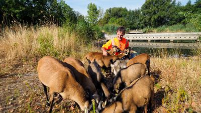 Ziegen und Schafe als Landschaftspfleger beim Havariebecken der Autobahn in Rueppurr mit dem Projektleiter Landschaftsplanung Walter Dal-Magro