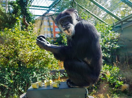 Schimpanse Benny im Karlsruher Zoo