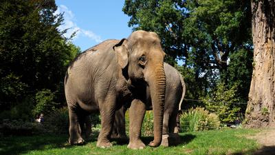 Elefanten im Karlsruher Zoo-
Elefantendame Jenny im Vordergrund